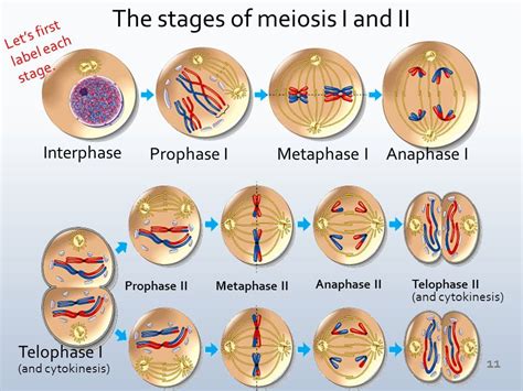 Prophase 1 Of Meiosis Diagram