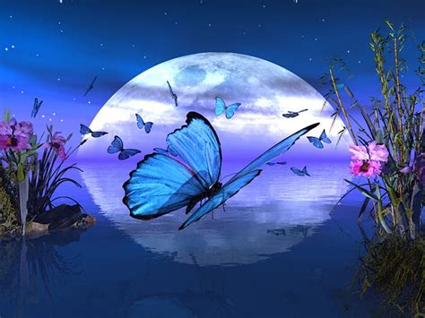 1920x1080px, 1080P free download | BUTTERFLY MOON, BLUE, REFLECTION, STARS, SKY, NIGHT ...