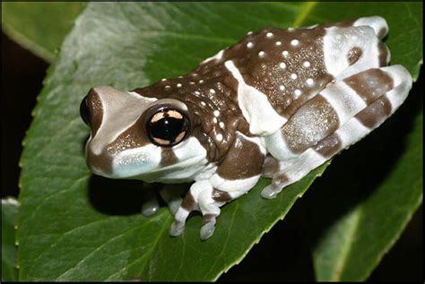 Amazon Milk Frog Habitat and Distribution ~ planetanimalzone