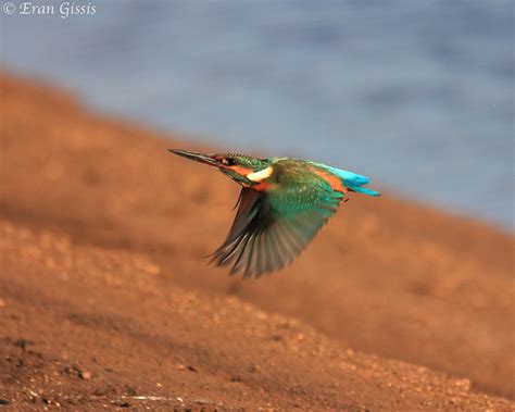 Photo of the Day: Kingfisher in Flight - The National Wildlife Federation Blog