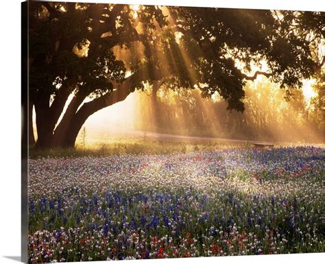 Morning Meadow Sunrise Wall Art, Canvas Prints, Framed Prints, Wall ...