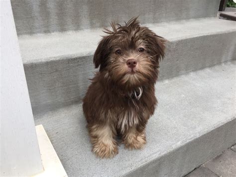 Leo the Havanese pup! | Rescue dogs, White dog, Puppies