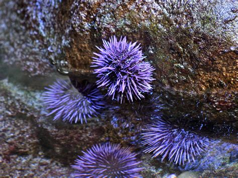 Sea Urchin from Ron's Temperate Marine ... Types Of Ocean, Purple Sea Urchin, California Academy ...