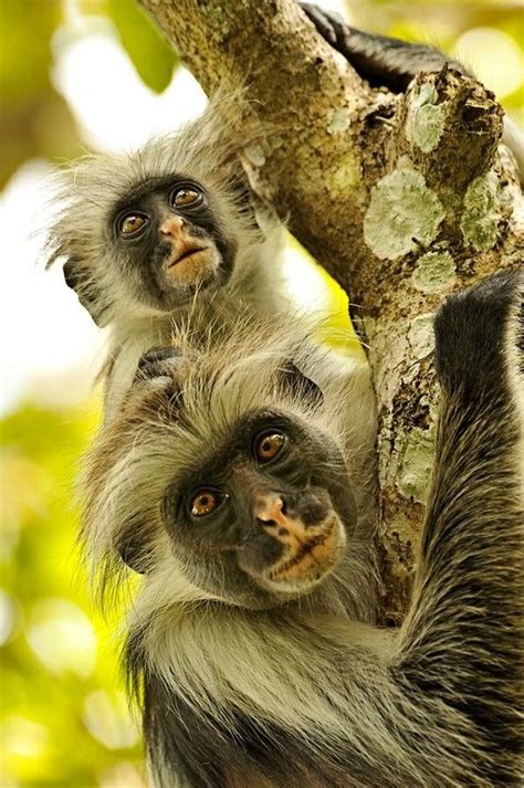 Zanzibar, photo by Anna Trandeva | Animals beautiful, Animals wild, Primates