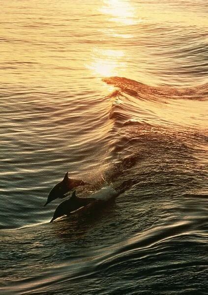 Common Dolphin 2 leaping at sunset available as Framed Prints, Photos ...