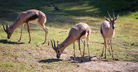 Reid Park Zoo Welcomes a Herd of Speke’s Gazelle | Reid Park Zoo