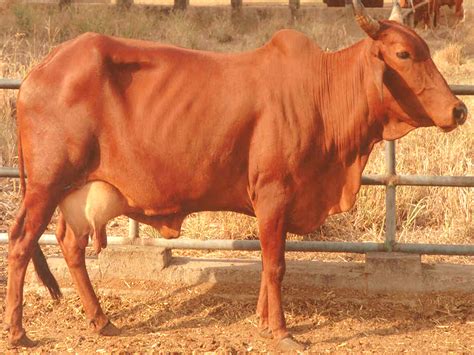 Red Sindhi Cow | Modern Farming Methods