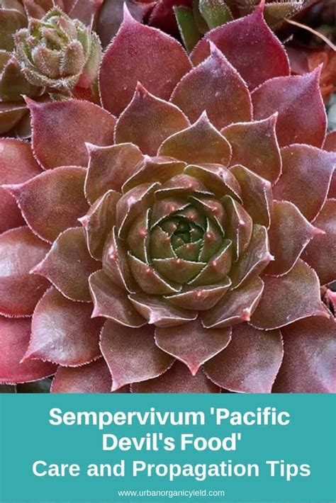 64 Different Types Of Succulents and Cacti (With Pictures) To Identify What Types You Own 8 ...