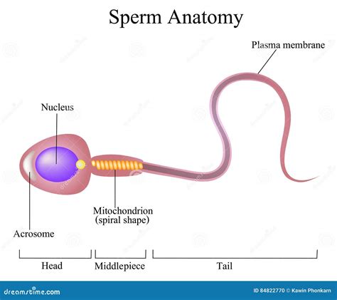 Structure Of A Sperm Cell Vector Illustration | CartoonDealer.com #84822770