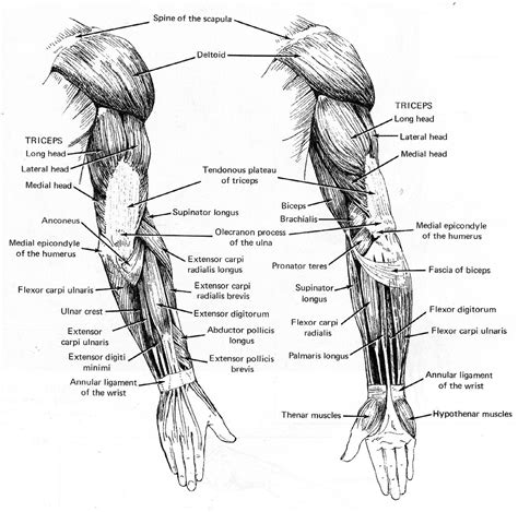 Images of arm muscles | labquiz