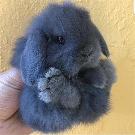 21 Super Fluffy Floofs That Need A Squeeze Right Now | CutesyPooh ...