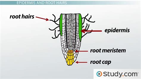 25 Root Structure And Growth Worksheet Answers - Worksheet Project List