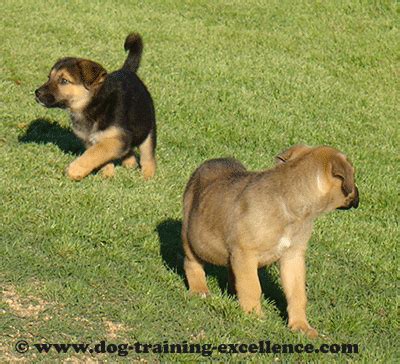 10 Best German Shepherd Puppy Training Tips