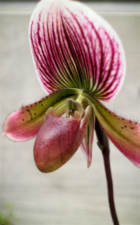 Pin by Eric Linneman on Denver Botanic Gardens Orchids | Botanical gardens, Denver botanic ...