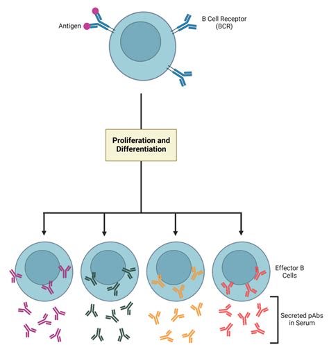 What are Polyclonal Antibodies and Their Role in Immune System