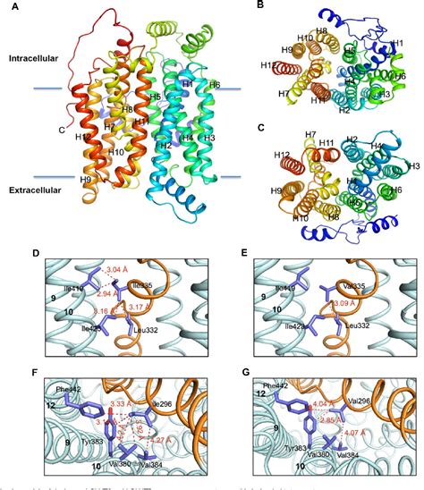 Figure 1 from Structure of, and functional insight into the GLUT family ...