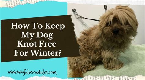 How To Keep My Dog Knot Free For Winter? - Woofalicious Tales