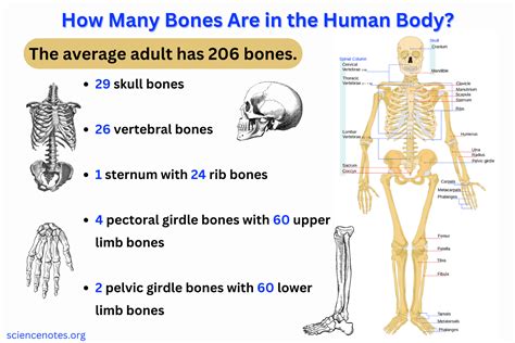 How Many Bones Are in the Human Body?