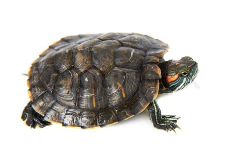 Red ear turtle isolated on white ... | Stock image | Colourbox