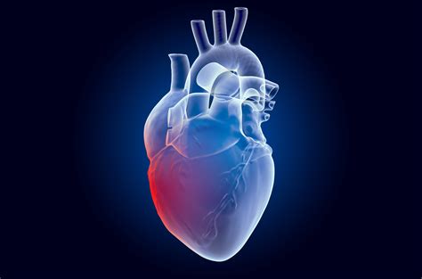 Understanding Heart Inflammation | NIH News in Health