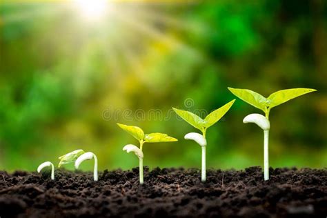 The Sequence of Seedling Development of Plants Grown on the Ground ...