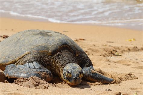 Hawaiʻi's Sea Turtles: Common Questions & Easy Solutions - Hawai'i Marine Animal Response