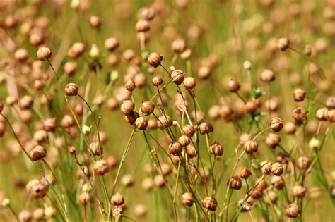 How to grow flax for oil and fiber - plantation, harvest and storage