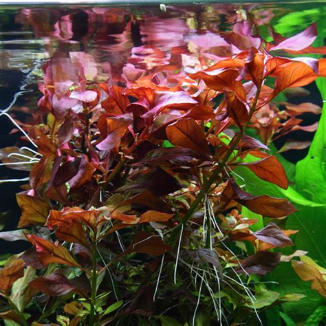 Ludwigia Repens for Sale | Aqua Plants Manila, Philippines