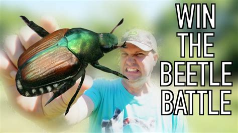 2 Easy Tricks to Help Control JAPANESE BEETLES - YouTube