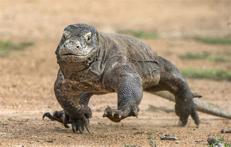 All About the Mysterious Komodo Dragon - Earth.com