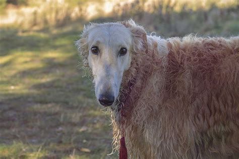 Taking Care of Your Pet Borzoi: 5 Things You Should Know - Internet Vibes