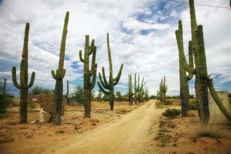 Desierto Catus Cactus Camino De - Foto gratis en Pixabay