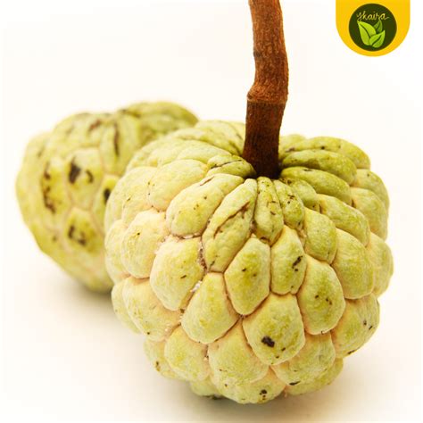 Atis Sugar Apple Sweet Fruit Binhi Pantanim Outdoor Plant Fruit Bearing Tree | Lazada PH