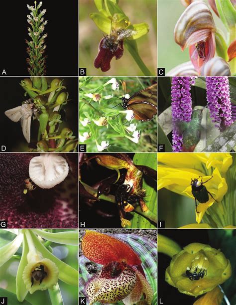 Examples of the diversity of orchid pollination strategies. A ...