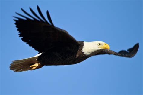 Bald Eagle In Flight Free Stock Photo - Public Domain Pictures