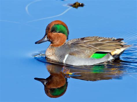 Bird life list, Duck pictures, Beautiful birds