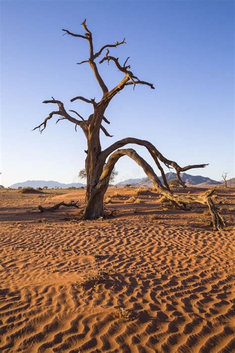 Camelthorn tree and sky stock photo. Image of camelthorn - 121102160