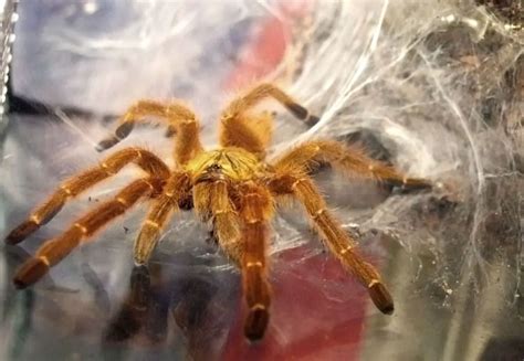 Top 10 Old World Tarantula Species (With Pictures!) | ThePetFAQ