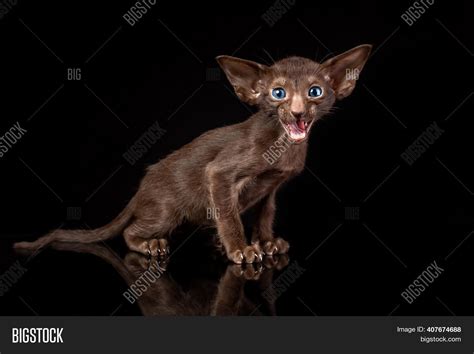 Little Kitten Oriental Image & Photo (Free Trial) | Bigstock