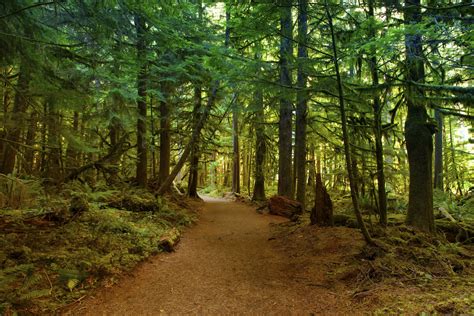 How Do Animals Adapt to the Temperate Rainforest? | Sciencing