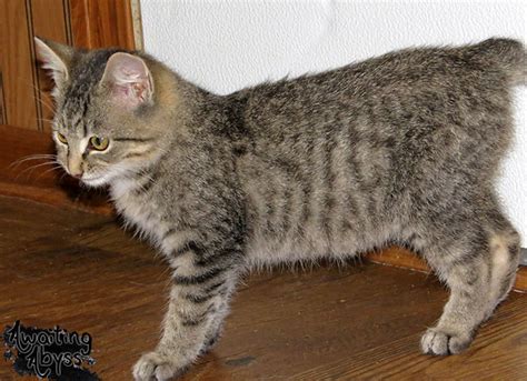 Soren the Bobcat Hybrid | TheCatSite