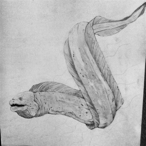 Realistic Eel Drawing