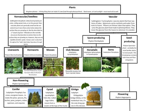 Diagram flow chart of classification of plants. - Brainly.in