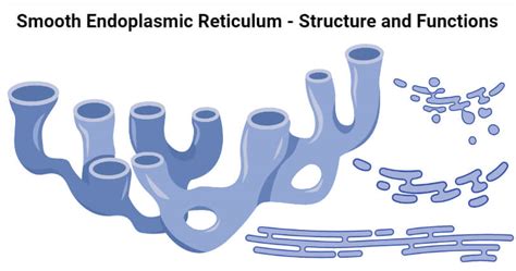 Smooth Endoplasmic Reticulum (SER): Structure, Functions