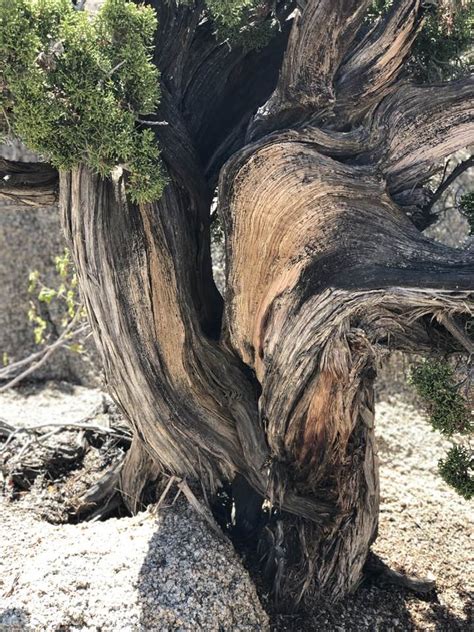 Cap Rock at Joshua Tree National Park | Episcopal Diocese of Los Angeles