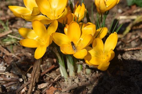 Spring sun star flowers stock image. Image of bouquet - 174769801