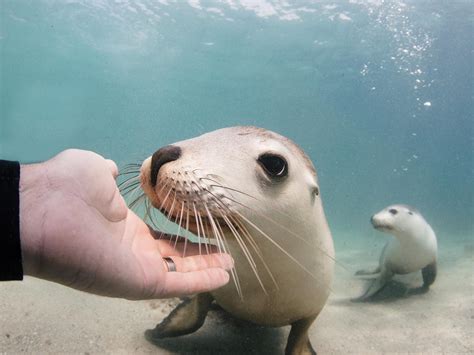 Sea Creatures - Australian Coastal Safaris