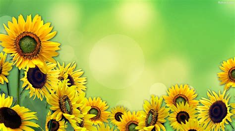 Sunflower Cartoon Wallpaper | PixLith