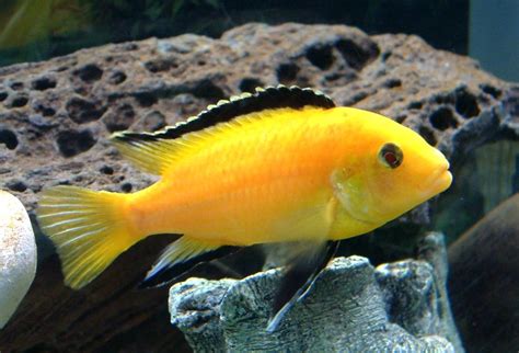 Electric Yellow Cichlid (labidochromis caeruleus) Photos | RateMyFishTank.com