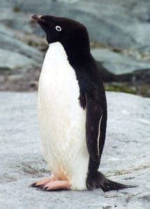 10 Incredible Adelie Penguin Facts - A-Z Animals